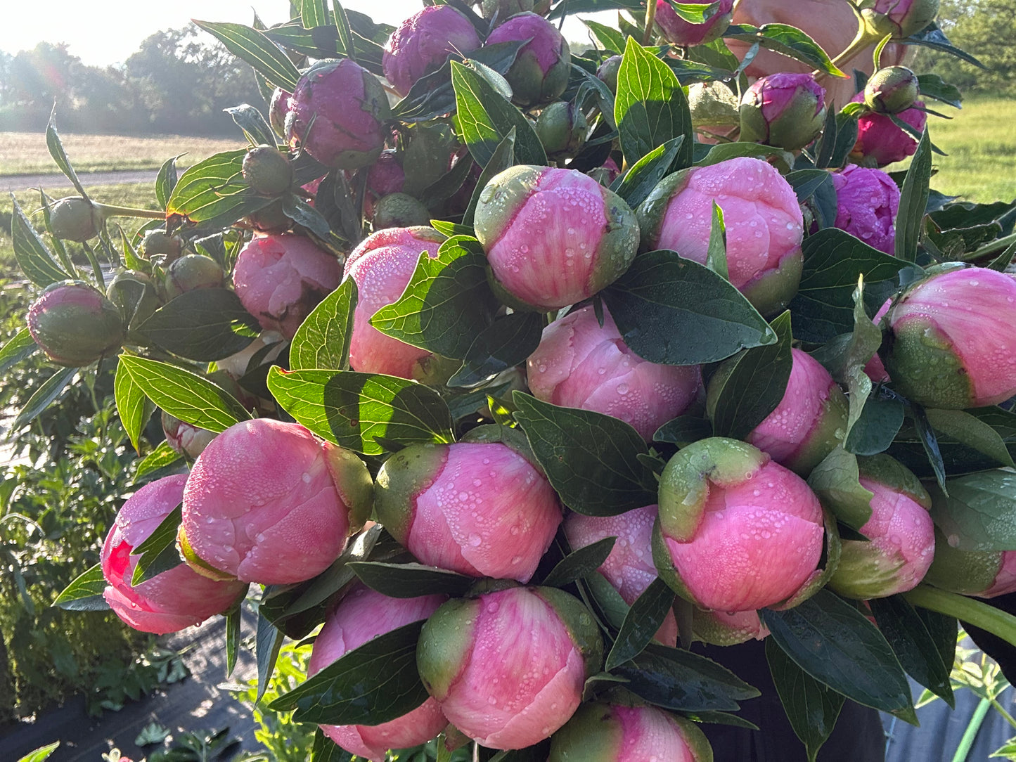 10 Etched Salmon Peonies