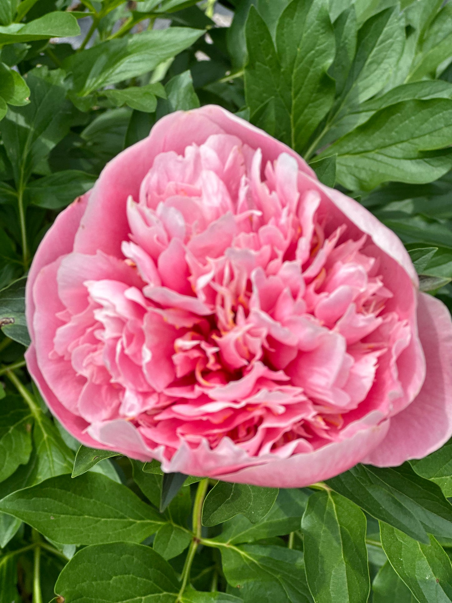 10 Etched Salmon Peonies