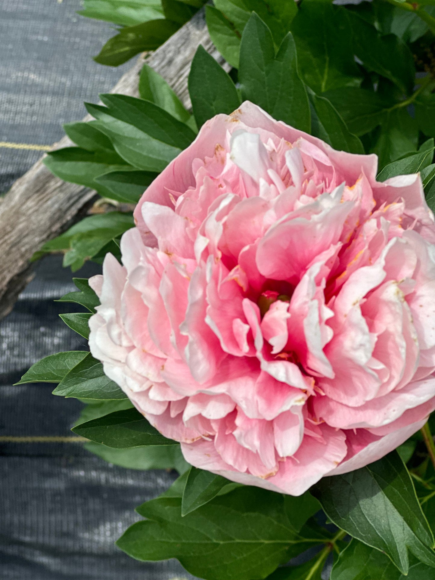 10 Etched Salmon Peonies